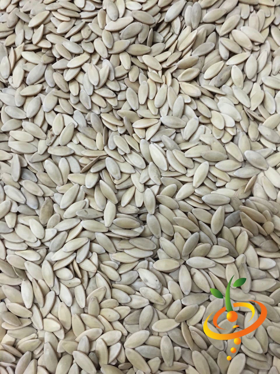 Close-up of fresh Boston Pickling cucumber seeds from SeedsNow, showing small cucumber slices and seeds for pickling.