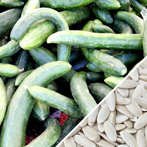 Chinese Snake cucumbers with long, curved green fruits and white cucumber seeds close-up
