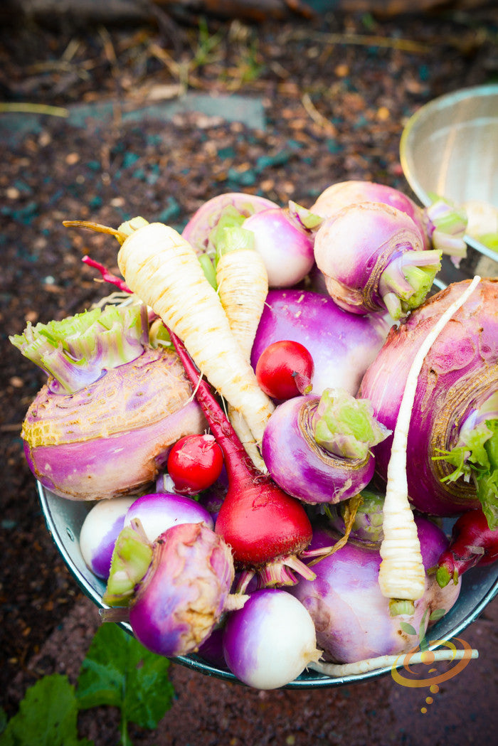 Freshly harvested Turnip - Purple Top White Globe seeds with vibrant roots in a bowl