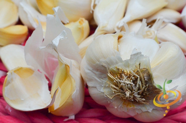Organic Nootka Rose soft neck garlic bulb from SeedsNow-Garlic, showcasing fresh, plump garlic cloves with a papery skin.