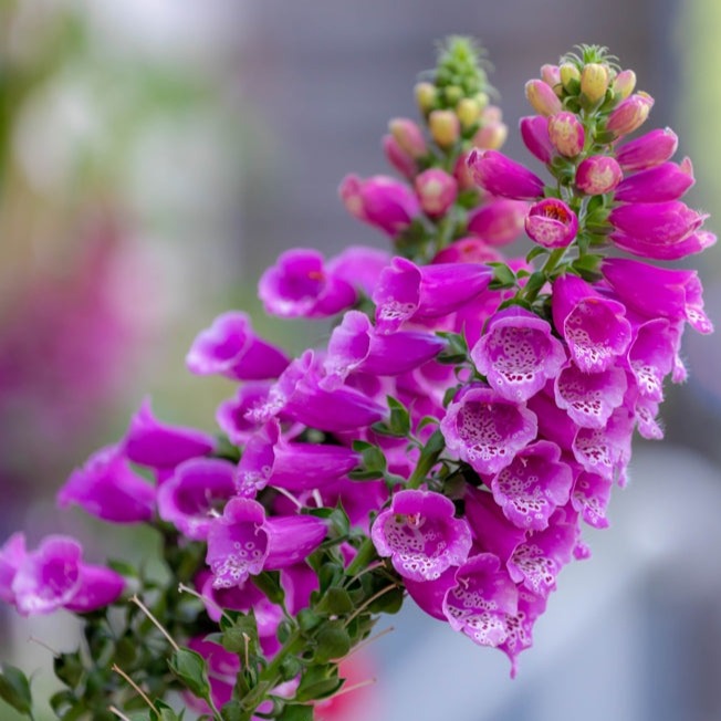 Buy Foxglove Flower Seeds Online from the USA | Digitalis purpurea