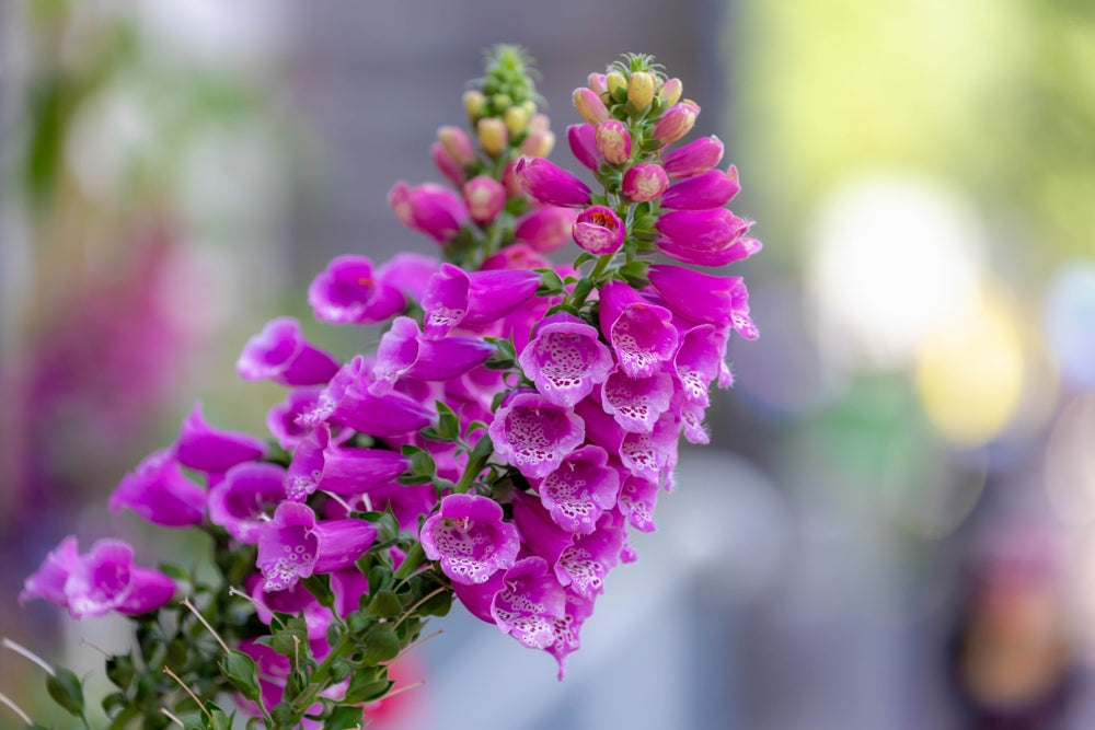 Close-up of Foxglove flower seeds from SeedsNow-Flowers, showing small seed packets with purple foxglove flower illustrations.