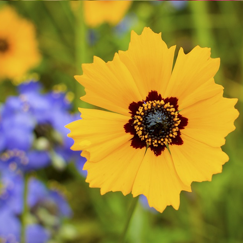 Buy Dryland Wildflowers Scatter Garden Seed Mix online from USA. Includes 21 flower varieties, easy to grow, drought tolerant, annuals, perennials for dry spaces!