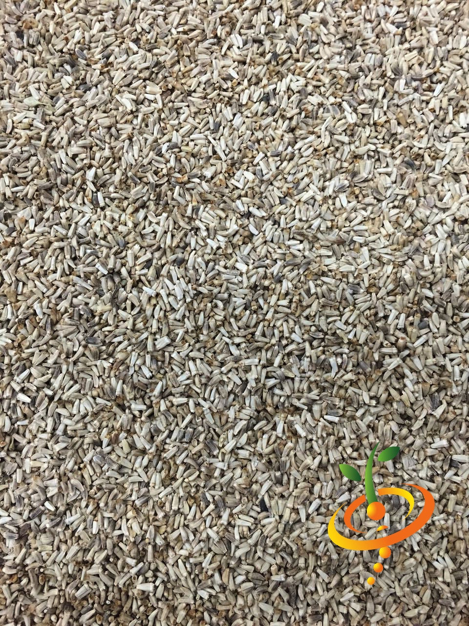 Green curled Ruffec endive plant with vibrant leaves, grown from SeedsNow Green Curled Ruffec endive seeds.