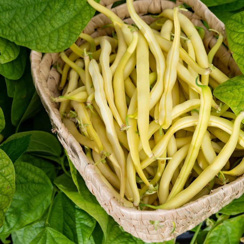 Top Notch Golden Wax Bush Bean Seeds - Heirloom & Non-gmo - Terrific - Foto 7