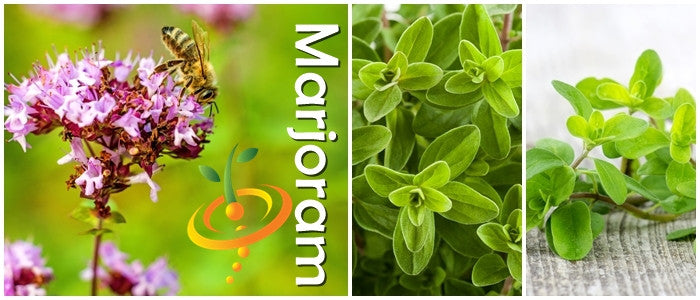 Fresh sweet marjoram seeds from SeedsNow, showing small, round seeds ideal for planting and herb garden use.