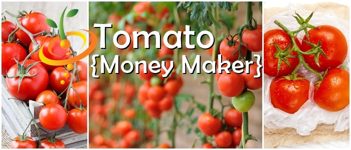 Healthy indeterminate Tomato Money Maker seedling from SeedsNow, showing lush green foliage and developing fruit.