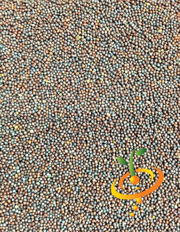 Close-up of Giant Red mustard seeds with mixed brown and gray tones