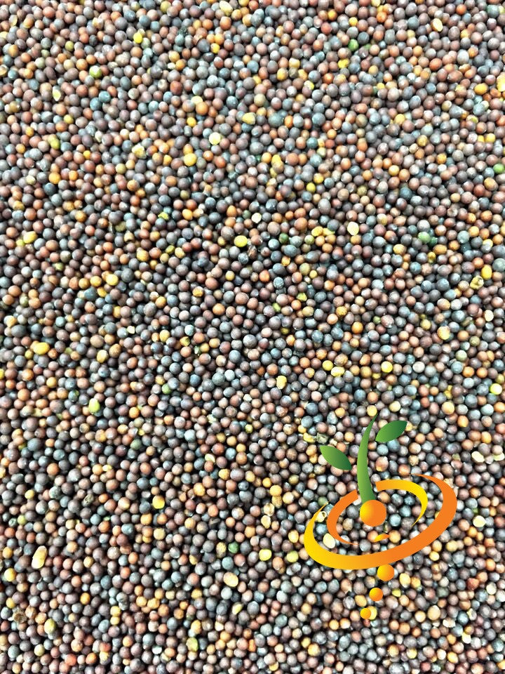 Green Wave mustard seeds from SeedsNow showing small, round mustard seeds in a clear container, ready for planting or cooking.