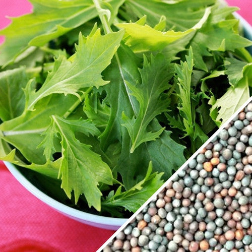 Fresh green Mizuna mustard leaves in a bowl with close-up of multicolored mustard seeds for planting
