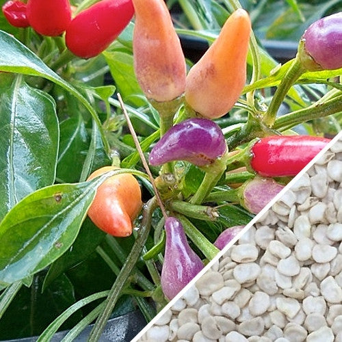 Pepper (Hot) - NuMex, Twilight π₯π₯π₯ (HYBRID) - SeedsNow.com