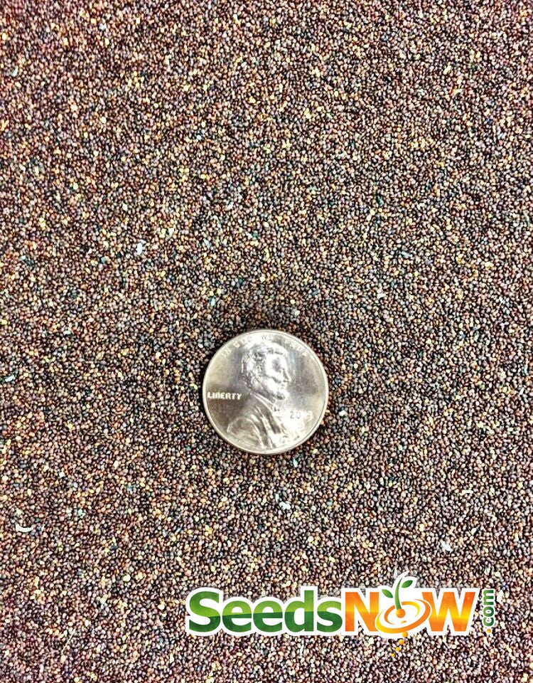 Close-up of tiny oregano Italian seeds with a penny for size comparison from SeedsNow.com