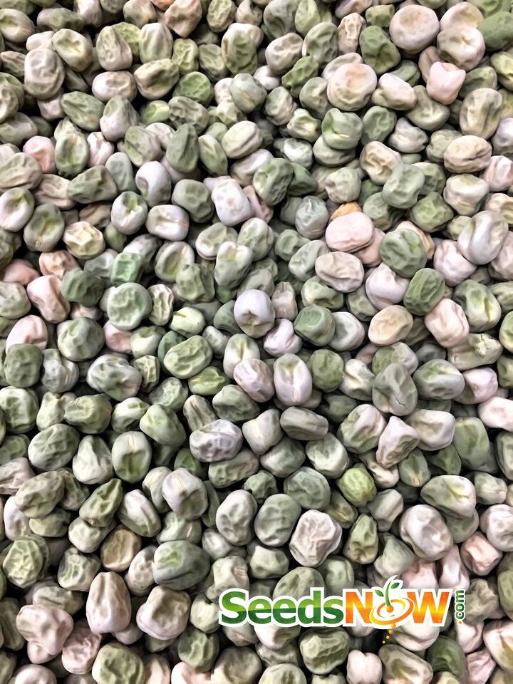 Close-up of Progress No. 9 pea seeds for garden shelling peas