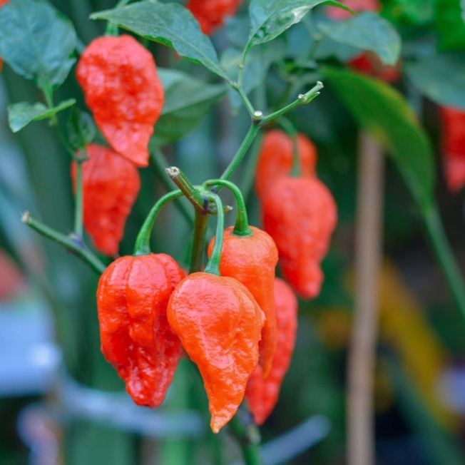 Pepper (Hot) - Ghost Chili/Bhut Jolokia π₯π₯π₯π₯π₯π₯π₯΅ (HYBRID) - SeedsNow.com