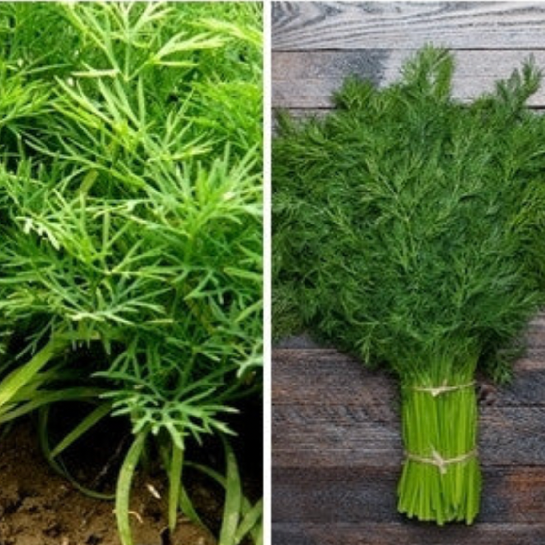 Buy Dill Anethum graveolens seeds to order online from the USA. 3 ft. tall annual herb. Open-pollinated OP, USA-quality, Heirloom, NON-GMO organic seeds & more!