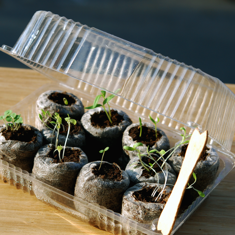 Plant Starting Tray or Seed Starting Tray with a Muffin Pan