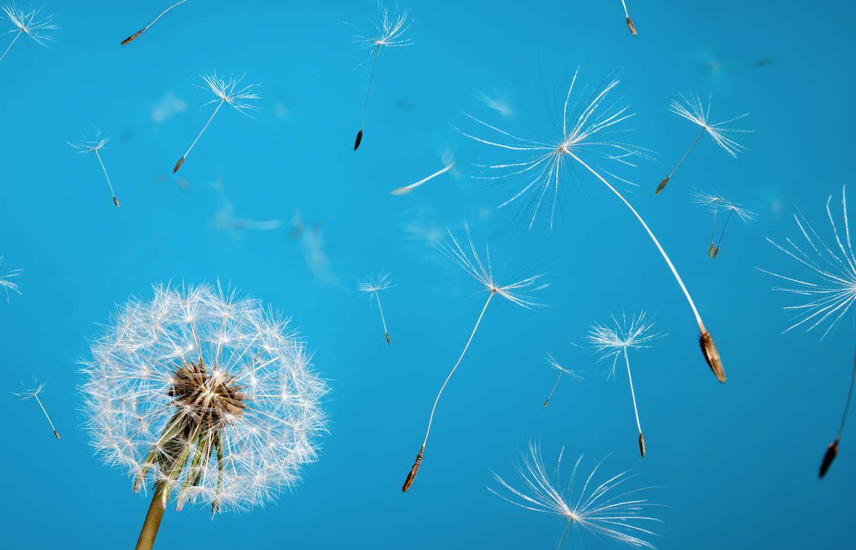 Dandelion flower seeds by SeedsNow.com, showing close-up of seed packets with dandelion illustrations and seeds inside.
