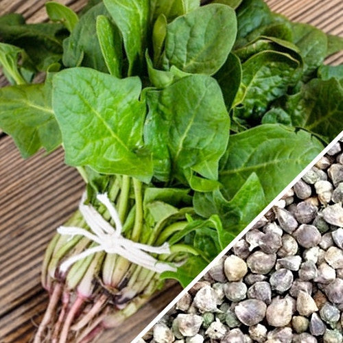 Fresh green spinach leaves from SeedsNow American seeds, showcasing vibrant, healthy spinach foliage perfect for salads and cooking.
