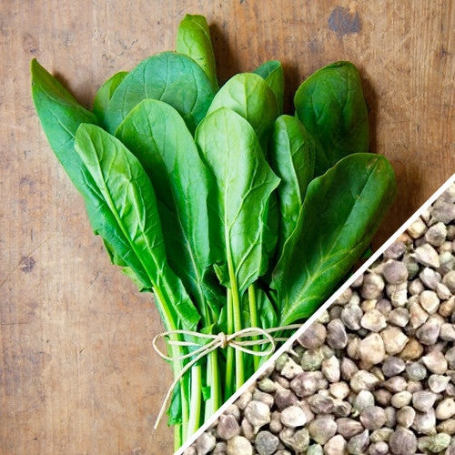 Fresh Bloomsdale spinach seeds from SeedsNow, showcasing vibrant green seeds ideal for planting and gardening.