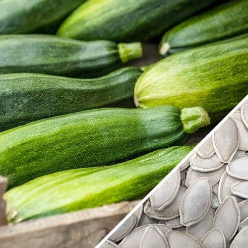 Close-up of fresh Black Beauty zucchini squash and their seeds for planting