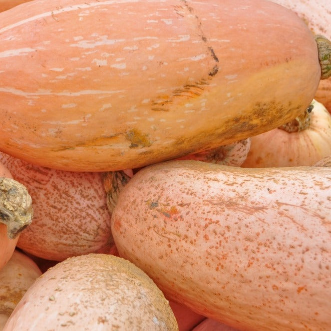 Buy Pink Jumbo Banana Winter Squash seeds online from the USA now!