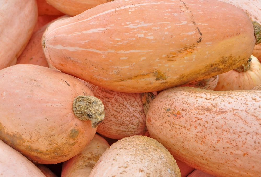 Pink banana winter squash with jumbo SeedsNow seeds, showing ripe squash with pink skin and distinctive shape.