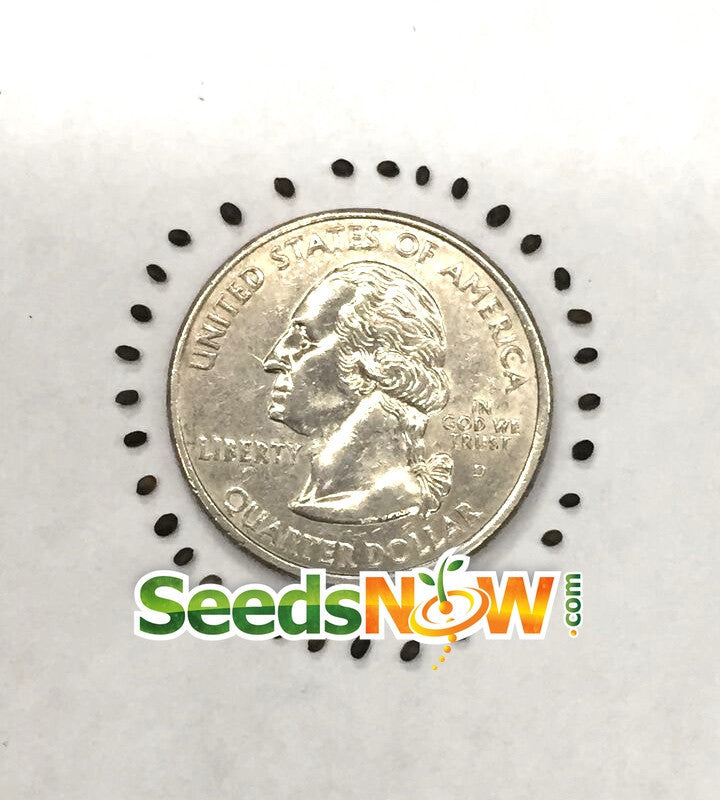 Fresh Summer Savory seeds from SeedsNow, small brown seeds ideal for herb garden planting and culinary use.