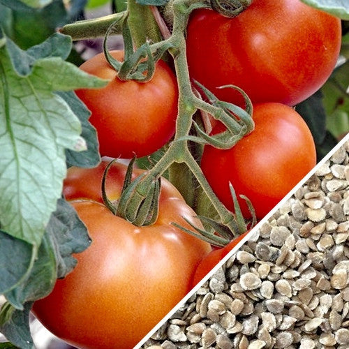 Indeterminate Abraham Lincoln tomato seeds from SeedsNow, showing vibrant green tomato plants with ripe red tomatoes.