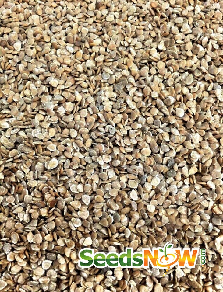Close-up of Bonny Best Tomato seeds scattered with SeedsNow logo