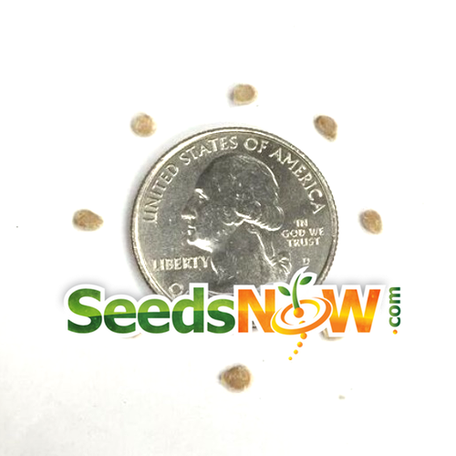 Yellow Brandywine indeterminate tomato seeds from SeedsNow, showing vibrant yellow tomato seeds in a clear container.