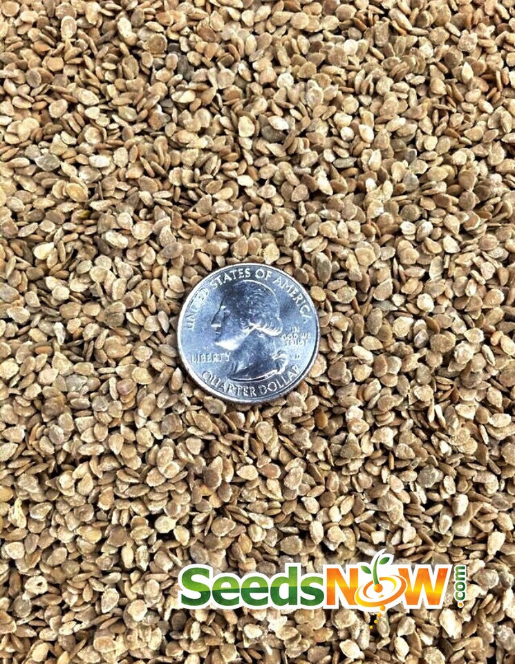 Yellow Brandywine tomato seeds from SeedsNow, shown in a clear close-up image with vibrant yellow heirloom tomato seeds.