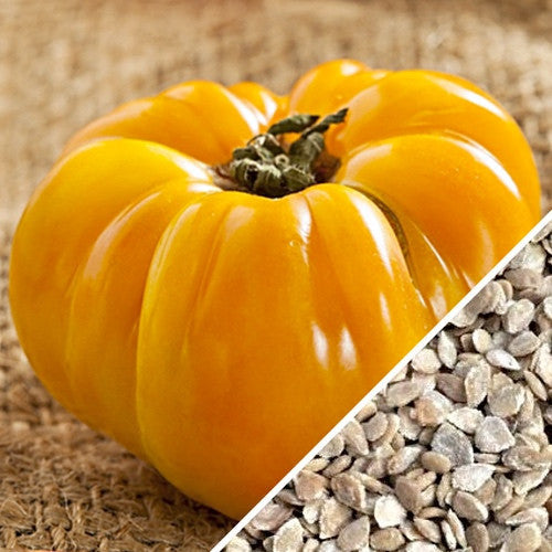 Yellow Brandywine indeterminate tomato seeds from SeedsNow, showing vibrant yellow tomato seeds and fresh plant sprigs.