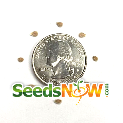 Fresh Manitoba tomato seeds from SeedsNow, showing vibrant, healthy determinate tomato seeds ready for planting.