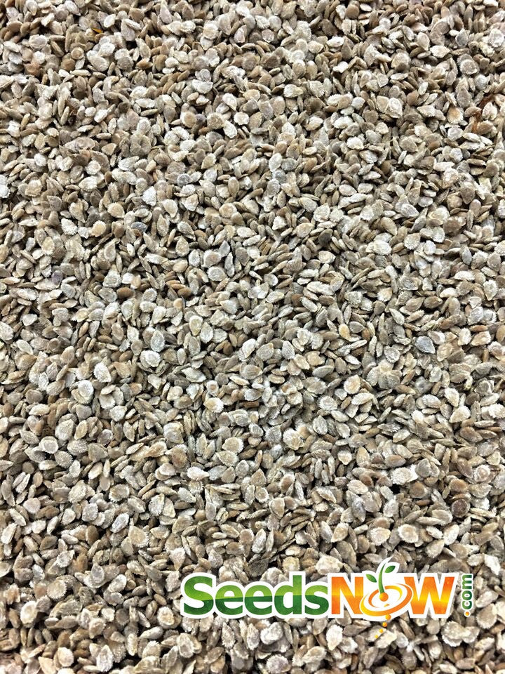 Healthy Tomato Money Maker indeterminate seeds from SeedsNow, showing vibrant green seedlings in a container.
