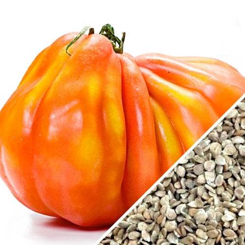 Buy fresh heirloom Tomato Pineapple Seeds online from the USA now!