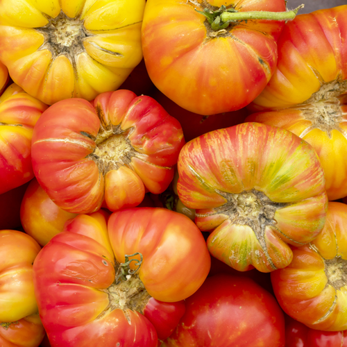 Big Rainbow beefsteak heirloom tomato seeds to order online from the USA. Large, juicy, 2-3 lb. fruits. Open-pollinated OP USA-quality, NON-GMO organic seeds & more!