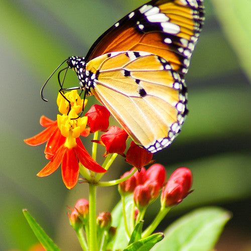 Buy Tropical Milkweed Flower seeds from USA now! Asclepias curassavica
