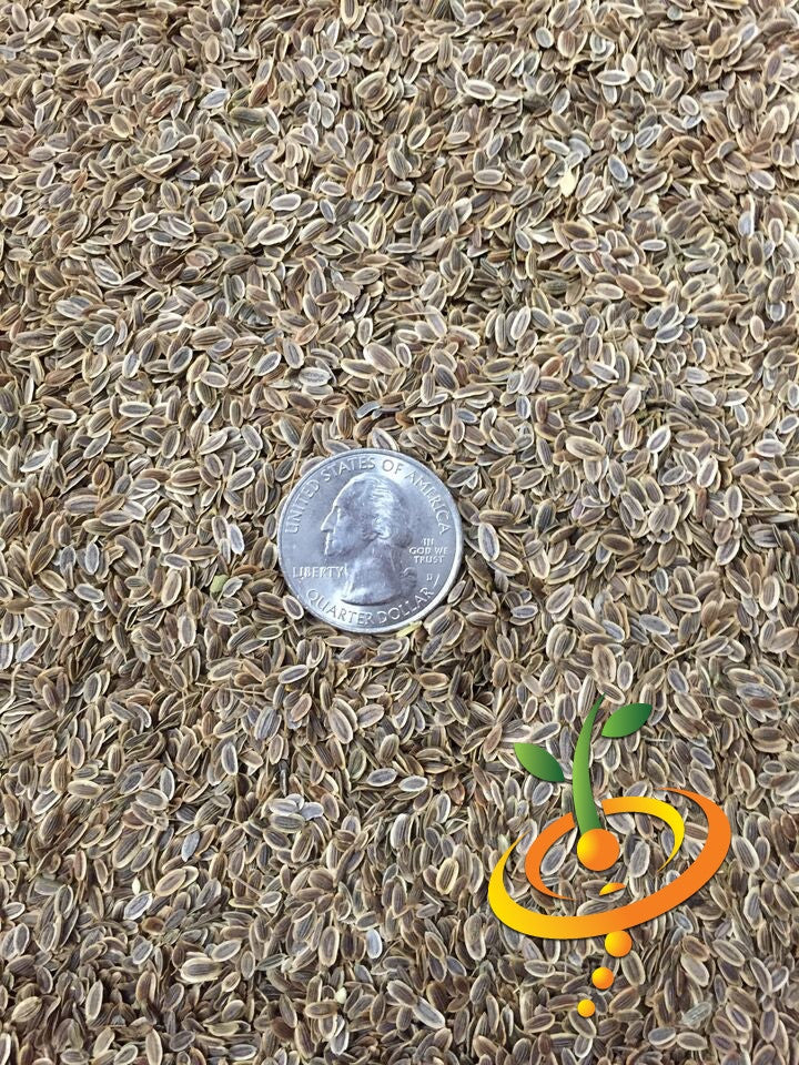 Fresh dill bouquet seeds from SeedsNow, showcasing vibrant green dill sprigs ready for planting and culinary use.