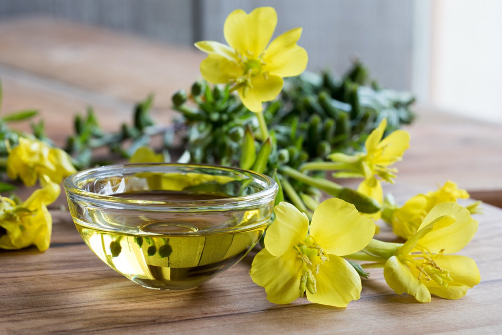 Close-up of yellow evening primrose flowers and green leaves, showing vibrant blooms of SeedsNow-Flowers Evening Primrose seeds.