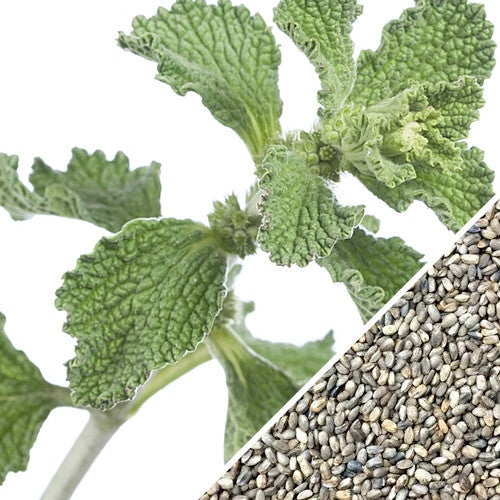 Horehound seeds from SeedsNow, small brown seeds used for growing Horehound herb plant.