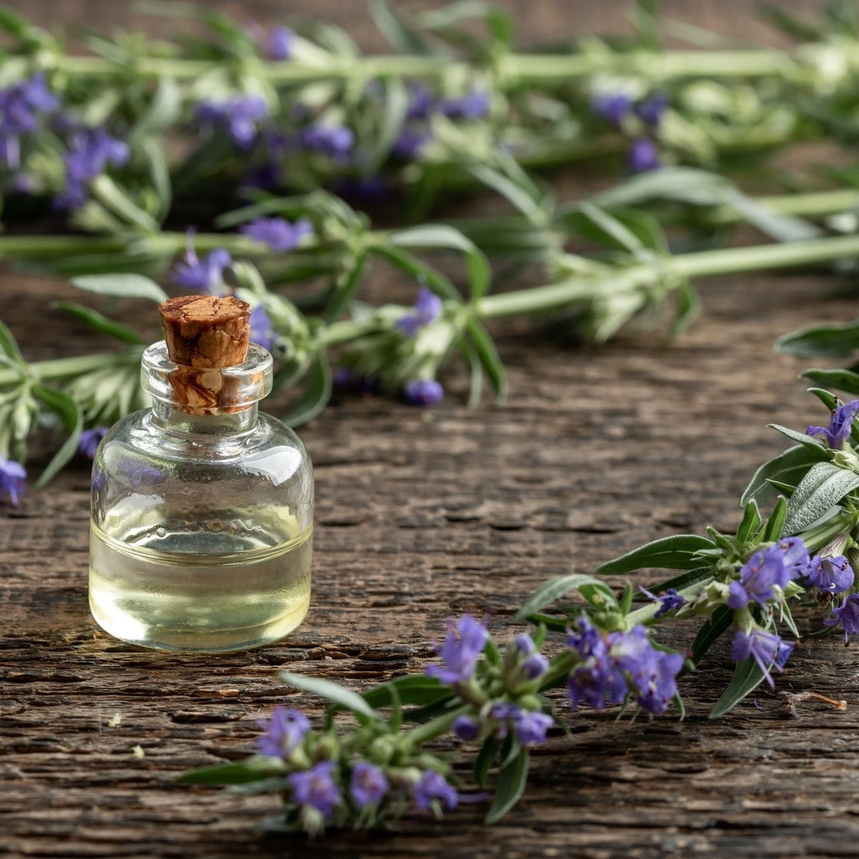 Buy Hyssop seeds online from USA | Perennial Herb with Blue Flowers
