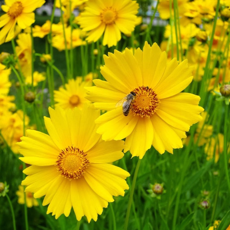 Shop Lanceleaf Coreopsis lanceolata, Lance leaf Tickseed from USA. Drought-tolerant perennial! Open-pollinated USA-quality, Heirloom, NON-GMO organic seeds & more!