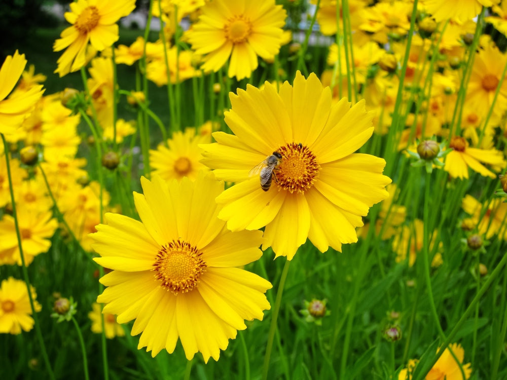 Lanceleaf Coreopsis flower seeds from SeedsNow-Flowers, showing small seed packets with illustrations of yellow flowers and green leaves.