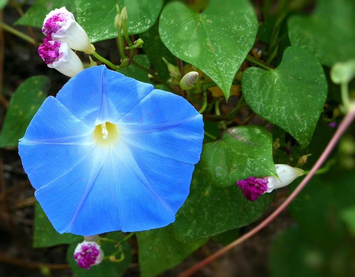 Wildflowers Blues Brothers seed mix by SeedsNow, featuring colorful morning-glory flowers in a vibrant wildflower garden.