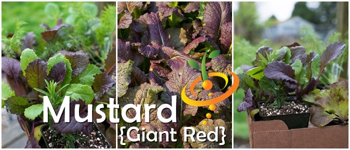Giant Red mustard green plants with purple-tinted leaves grown from Giant Red seeds