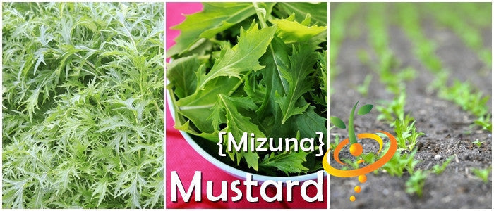 Mizuna mustard greens with deeply cut leaves, fresh crisp taste, and young seedlings growing in soil