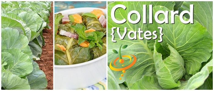 Collard Vates seeds fresh green leaves growing in soil and cooked collard greens in a bowl with text Collard Vates