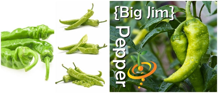 Big Jim pepper variety in seed starter kit with green peppers on plant and harvested pods isolated on white background