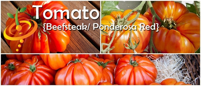 Close-up of ripe Beefsteak Ponderosa Red tomatoes with ribbed, bright red appearance and green stems