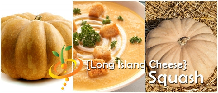 Winter squash, Long Island Cheese variety, growing on a vine with ripe, orange-yellow flesh and green striped rind.